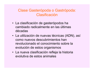 Clase Gasterópoda o Gastrópoda: Clasificación