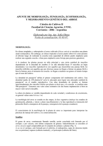 Morfolog&iacute;a, Fenolog&iacute;a y Gen&eacute;tica del Arroz: Apuntes