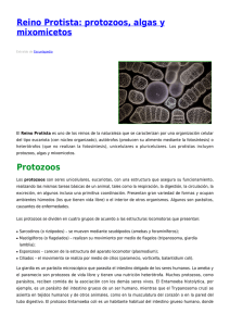 Reino Protista: protozoos, algas y mixomicetos