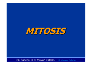 Mitosis y meiosis