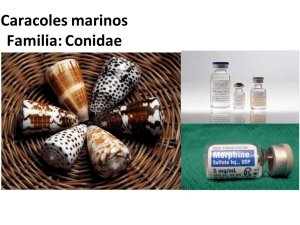 Caracoles marinos Familia: Conidae