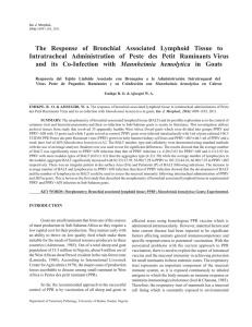 The Response of Bronchial Associated Lymphoid Tissue to