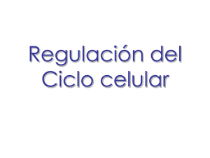 Regulación del Ciclo celular