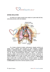 SISTEMA CIRCULATORIO El corazón es un órgano muscular