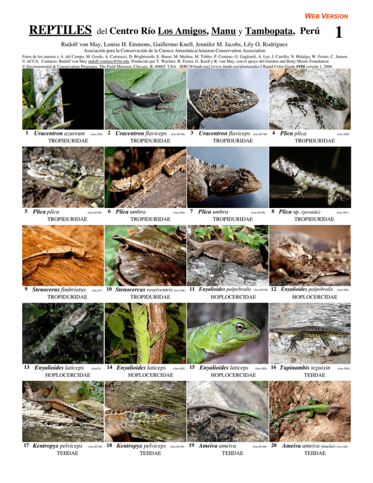 reptiles - Field Guides