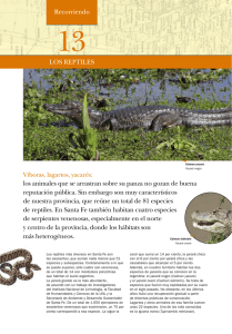 LOS REPTILES Víboras, lagartos, yacarés: los animales que se