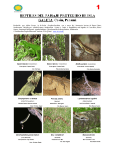 Reptiles del Paisaje Protegido de Isla Galeta, Colón, Panamá