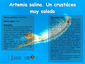 Artemia salina. Un crustáceo muy salado