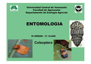 III Unidad Clase COLEOPTERA - Universidad Central de Venezuela