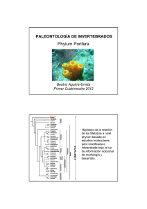 Phylum Porifera - Paleontología de invertebrados