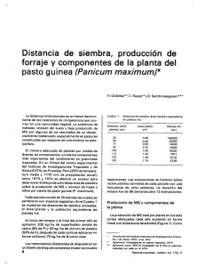 Distancia de siembra, producción de