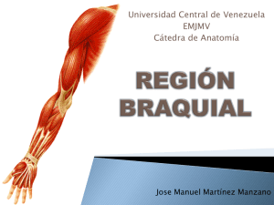 region braquial - Anatomía Vargas UCV