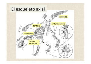 El esqueleto axial
