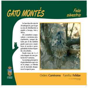 GATO MONTES.p65 - Zoo de Guadalajara