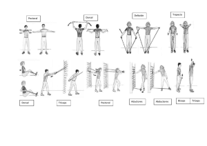 Pectoral Dorsal Deltoide s Trapecio Dorsal Tríceps Pectoral