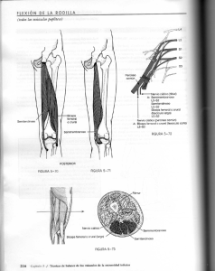 Page 1 FLEXIÓN DE LA RODILLA (todos los músculos poplíteos