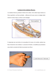 Lesiones de los tendones flexores