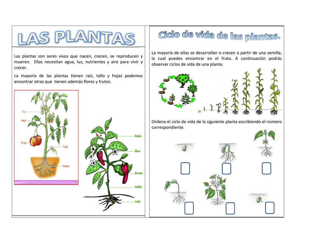 Que necesitan las plantas para vivir