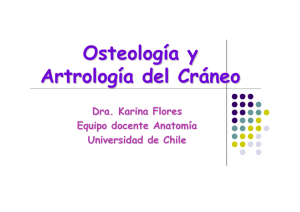 Osteología y Artrología del Cráneo - U
