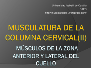 MUSCULATURA DE LA COLUMNA CERVICAL (II) anterior y lateral
