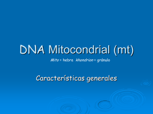 DNA Mitocondrial (mt)