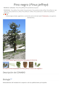 Pino negro (Pinus jeffreyi)