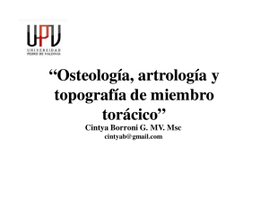 Osteología, artrología y topografía de miembro torácico