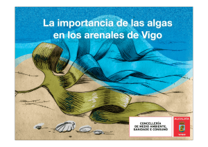 La importancia de las algas en las playas de Vigo