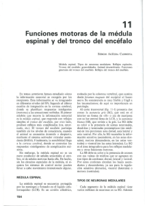 Funciones motoras de la médula espinal y del tronco del encéfalo