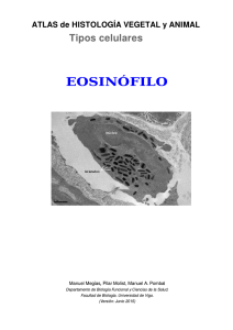 eosinófilo - Atlas de Histología Vegetal y Animal