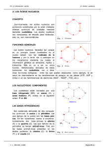 2) LOS ÁCIDOS NUCLEICOS CONCEPTO Químicamente, los