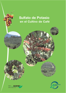 Sulfato de Potasio en el Cultivo de Café