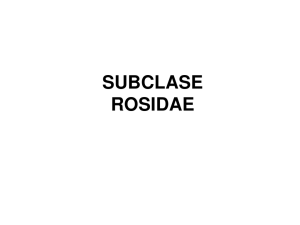 subclase rosidae