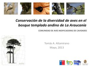 &ldquo;Aves nidificadoras de cavidades en el bosque templado andino de