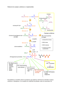 Sintesis de cuerpos cetónicos e isoprenoides +