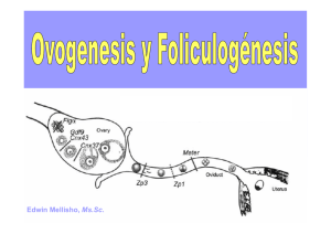 Ovogénesis y foliculogénesis