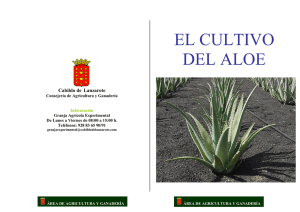 el cultivo del aloe - Cabildo de Lanzarote.