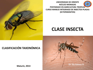 clase insecta. clasificación taxonómica