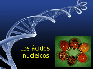 Los ácidos nucleicos