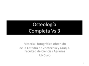 Osteología Completa Vs 3