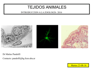Histología Animal