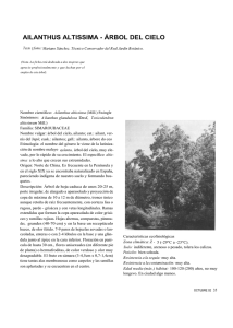ailanthus altissima - árbol del cielo