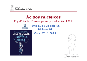 GTP_T11. Ácidos nucleicos \(3ªy4ªParte_Transcripción y traducción