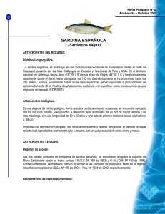 sardina española