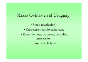 Razas Ovinas en el Uruguay