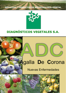 Agalla De Corona - Diagnósticos Vegetales SA
