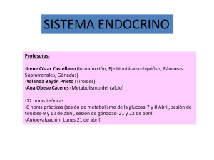glándulas y hormonas del sistema endocrino
