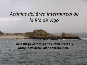 Actinias del área Intermareal de la Ría de Vigo