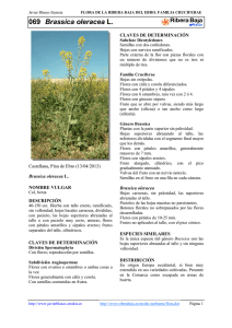 069.Brassica oleracea - Comarca Ribera Baja del Ebro
