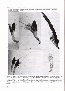 Lam. I. Fig. 1. Laboulbenia alivinalis Thaxter, damunt Clivina fossor